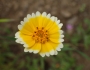 Layia platyglossa image