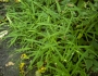 Leersia virginica image