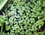 Lemna aequinoctialis image