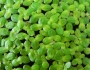Lemna minor image