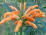 Leonotis leonurus image