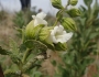 Lepechinia calycina image