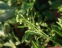 Lepidium virginicum image