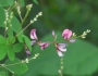 Lespedeza bicolor image