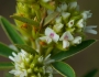 Lespedeza capitata image