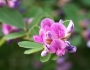 Lespedeza cyrtobotrya image