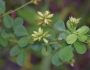 Lespedeza hirta image