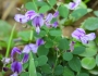 Lespedeza procumbens image