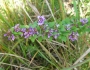 Lespedeza violacea image