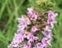 Lespedeza virginica image