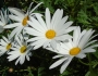 Leucanthemum ×superbum image