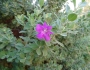 Leucophyllum frutescens image