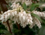 Leucothoe axillaris image
