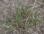 Leymus triticoides image