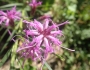 Liatris cylindracea image