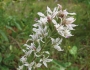 Liatris elegans image