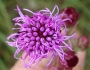 Liatris ligulistylis image