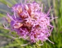 Liatris mucronata image