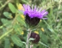 Liatris scariosa var. nieuwlandii image