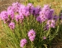 Liatris punctata image