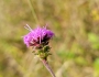 Liatris scariosa image