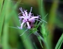 Liatris squarrosa image
