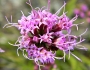 Liatris tenuifolia image