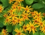 Ligularia dentata image