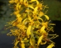 Ligularia stenocephala image