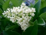 Ligustrum japonicum image