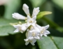 Ligustrum obtusifolium image