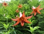 Lilium canadense image