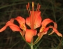 Lilium catesbaei image