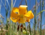 Lilium columbianum image