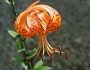 Lilium lancifolium image
