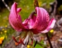 Lilium martagon image