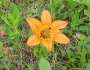 Lilium philadelphicum image