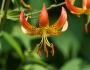 Lilium superbum image
