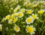 Limnanthes douglasii image