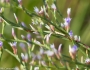 Limonium carolinianum image