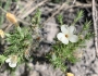 Linanthus pungens image