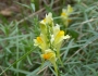 Linaria vulgaris image