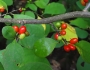 Lindera benzoin image