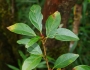 Lindera erythrocarpa image