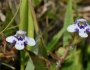 Lindernia grandiflora image