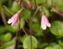 Linnaea borealis image