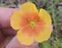 Linum rigidum image