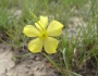 Linum sulcatum image