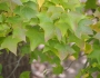 Liquidambar formosana image