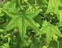 Liquidambar styraciflua image